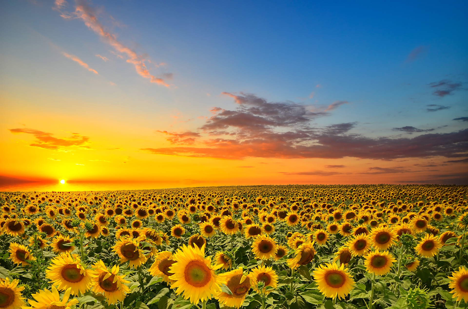 sunflowers